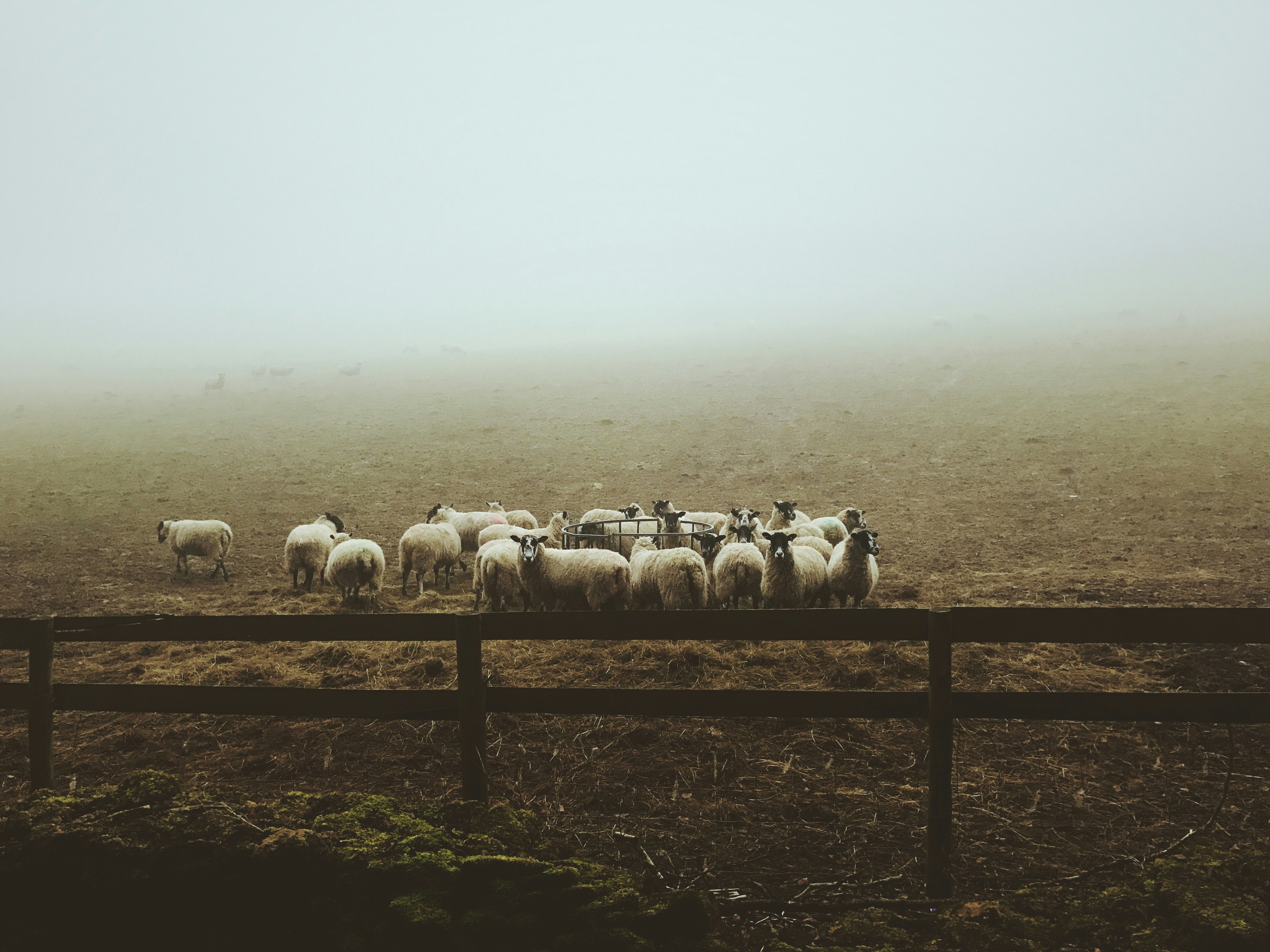 landscape photography of group of sheep on field